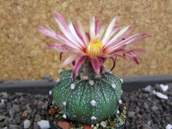 Astrophytum  capricorne X red flower oibo akabana, pot 5,5 cm - 12398177