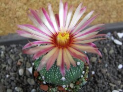 Astrophytum  capricorne X red flower oibo akabana, pot 5,5 cm - 12398178