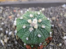 Astrophytum  capricorne X red flower oibo akabana, pot 5,5 cm - 12398179