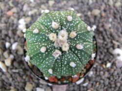 Astrophytum  capricorne X red flower oibo akabana, pot 5,5 cm - 12398180