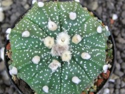 Astrophytum  capricorne X red flower oibo akabana, pot 5,5 cm - 12398181