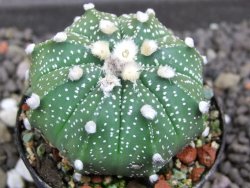 Astrophytum  capricorne X red flower oibo akabana, pot 5,5 cm - 12398182