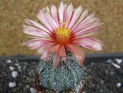 Astrophytum  niveum X red flower oibo akabana, pot 5,5 cm - 12398184