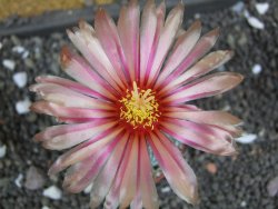 Astrophytum  niveum X red flower oibo akabana, pot 5,5 cm - 12398185