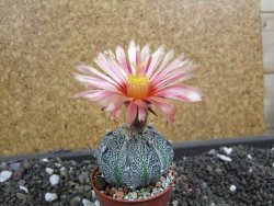 Astrophytum  niveum X red flower oibo akabana, pot 5,5 cm - 12398186