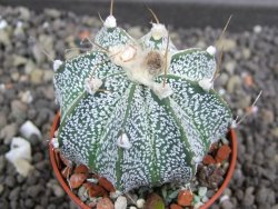 Astrophytum  niveum X red flower oibo akabana, pot 5,5 cm - 12398187