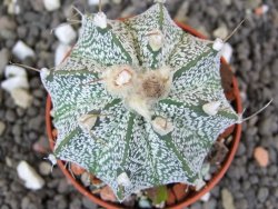 Astrophytum  niveum X red flower oibo akabana, pot 5,5 cm - 12398188