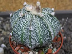 Astrophytum  niveum X red flower oibo akabana, pot 5,5 cm - 12398189