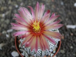 Astrophytum Super Kabuto X red flower oibo akabana, pot 5,5 cm - 12398191