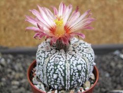 Astrophytum Super Kabuto X red flower oibo akabana, pot 5,5 cm - 12398192