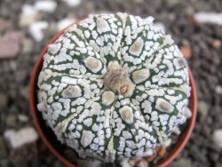 Astrophytum Super Kabuto X red flower oibo akabana, pot 5,5 cm - 12398193