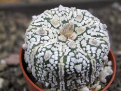 Astrophytum Super Kabuto X red flower oibo akabana, pot 5,5 cm - 12398194