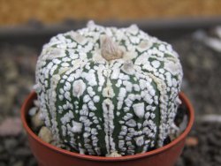 Astrophytum Super Kabuto X red flower oibo akabana, pot 5,5 cm - 12398195