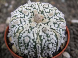 Astrophytum Super Kabuto X red flower oibo akabana, pot 5,5 cm - 12398196