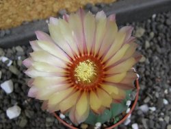 Astrophytum asterias nudum X red flower oibo akabana, pot 5,5 cm - 12398198