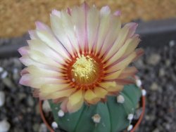 Astrophytum asterias nudum X red flower oibo akabana, pot 5,5 cm - 12398199