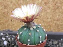 Astrophytum asterias nudum X red flower oibo akabana, pot 5,5 cm - 12398200