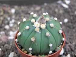 Astrophytum asterias nudum X red flower oibo akabana, pot 5,5 cm - 12398201