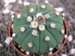 Astrophytum asterias nudum X red flower oibo akabana, pot 5,5 cm - 12398202