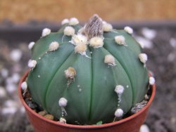 Astrophytum asterias nudum X red flower oibo akabana, pot 5,5 cm - 12398203