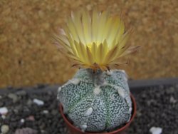 Astrophytum Hanazano Kabuto hybrid pot 5,5 cm - 12398205