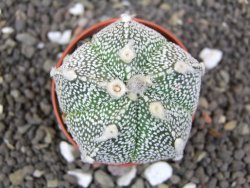 Astrophytum Hanazano Kabuto hybrid pot 5,5 cm - 12398206