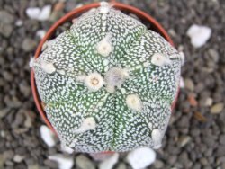 Astrophytum Hanazano Kabuto hybrid pot 5,5 cm - 12398207