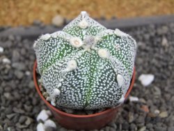 Astrophytum Hanazano Kabuto hybrid pot 5,5 cm - 12398208