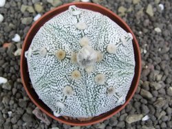 Astrophytum Hanazano Kabuto hybrid pot 7 cm - 12398213