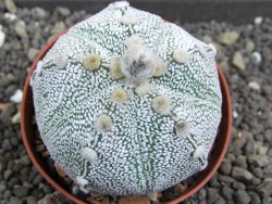 Astrophytum Hanazano Kabuto hybrid pot 7 cm
