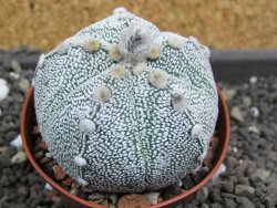 Astrophytum Hanazano Kabuto hybrid pot 7 cm - 12398215