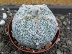 Astrophytum Hanazano Kabuto hybrid pot 7 cm - 12398216