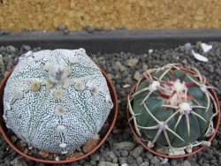 Astrophytum Hanazano Kabuto hybrid pot 7 cm - 12398217