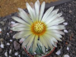 Astrophytum Super Kabuto hybrid pot 5,5 cm - 12398219