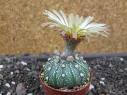 Astrophytum Super Kabuto hybrid pot 5,5 cm - 12398220