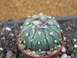 Astrophytum Super Kabuto hybrid pot 5,5 cm - 12398221