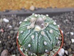 Astrophytum Super Kabuto hybrid pot 5,5 cm - 12398222