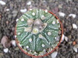 Astrophytum Super Kabuto hybrid pot 5,5 cm - 12398223