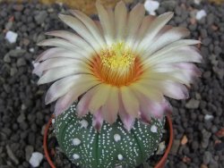 Astrophytum  asterias X red flower oibo akabana, pot 5,5 cm - 12398235