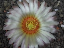 Astrophytum  asterias X red flower oibo akabana, pot 5,5 cm - 12398236