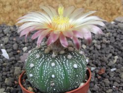 Astrophytum  asterias X red flower oibo akabana, pot 5,5 cm - 12398237