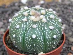 Astrophytum  asterias X red flower oibo akabana, pot 5,5 cm - 12398238