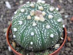 Astrophytum  asterias X red flower oibo akabana, pot 5,5 cm - 12398239