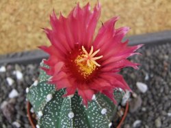 Astrophytum  capricorne X red flower oibo akabana, pot  cm - 12398251