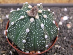 Astrophytum  capricorne X red flower oibo akabana, pot  cm - 12398253