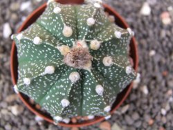 Astrophytum  capricorne X red flower oibo akabana, pot  cm - 12398254