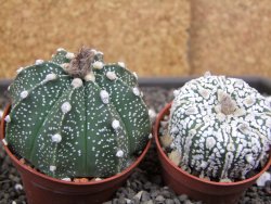 Astrophytum  capricorne X red flower oibo akabana, pot  cm - 12398255