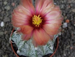 Astrophytum  niveum X red flower oibo akabana, pot 5,5 cm - 12398257