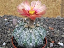 Astrophytum  niveum X red flower oibo akabana, pot 5,5 cm - 12398258