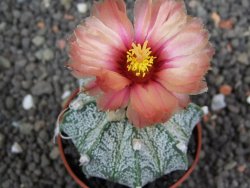 Astrophytum  niveum X red flower oibo akabana, pot 5,5 cm - 12398259